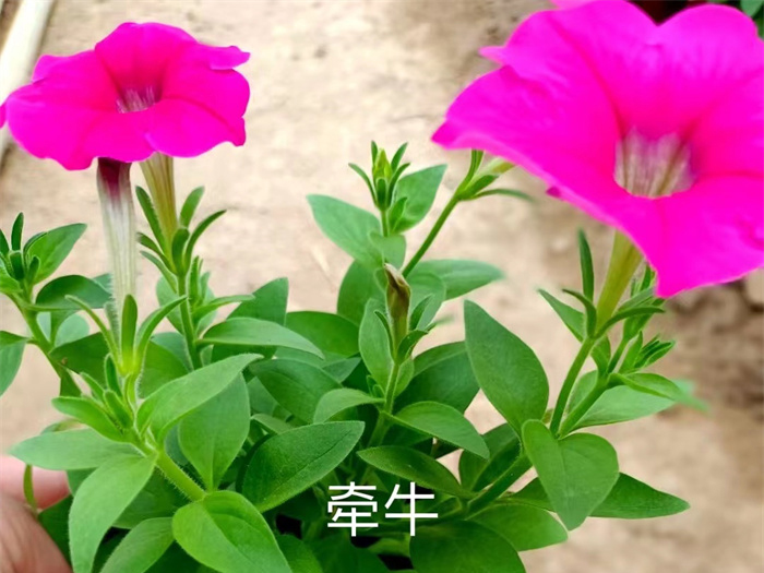 牽牛
